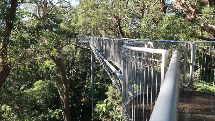 Illawarra fly treetop adventures